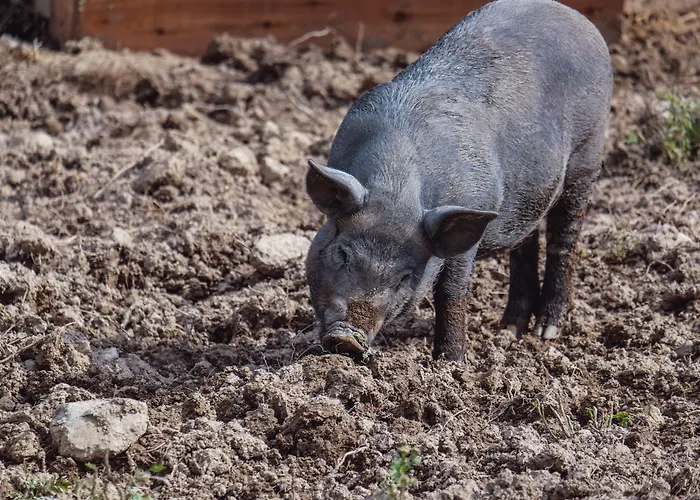 Szálloda Tatragolf Mountain Vysoké Tatry